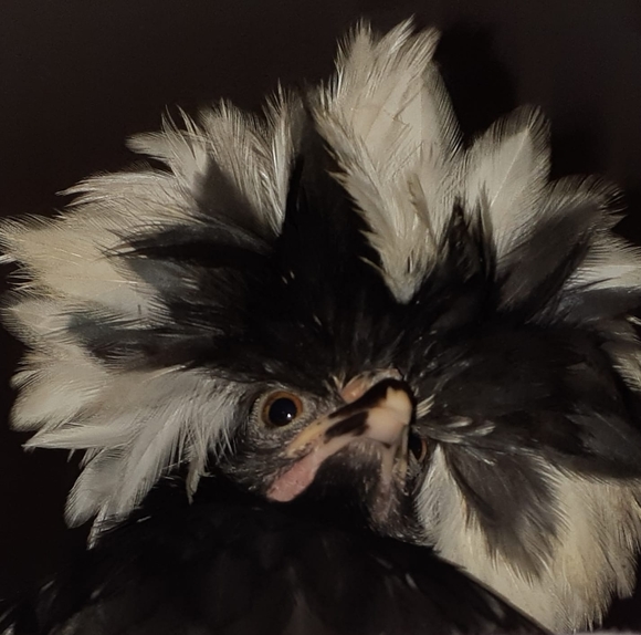 Meet your Posher, Angela - Picture 1 of 1